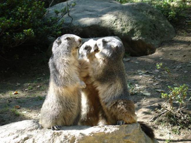 http://pyrenees.media.tourinsoft.eu/upload/37-Parc-animalier-des-Pyrenees---Marmottes-4.jpg?width=650&height=488&crop=1