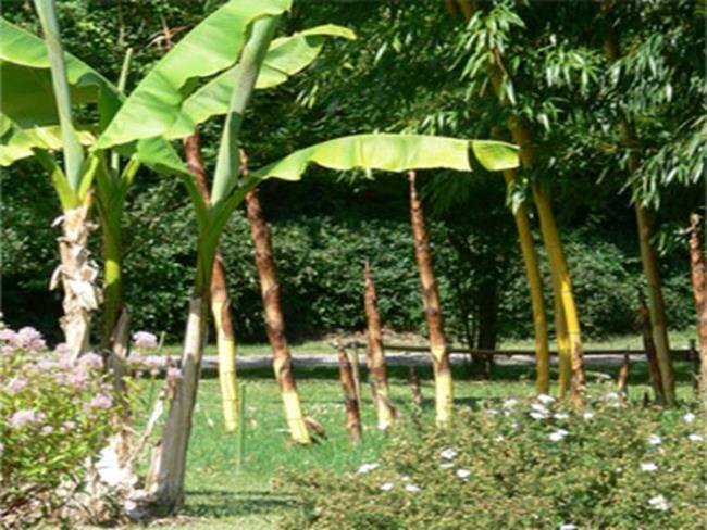 Parc aux bambous