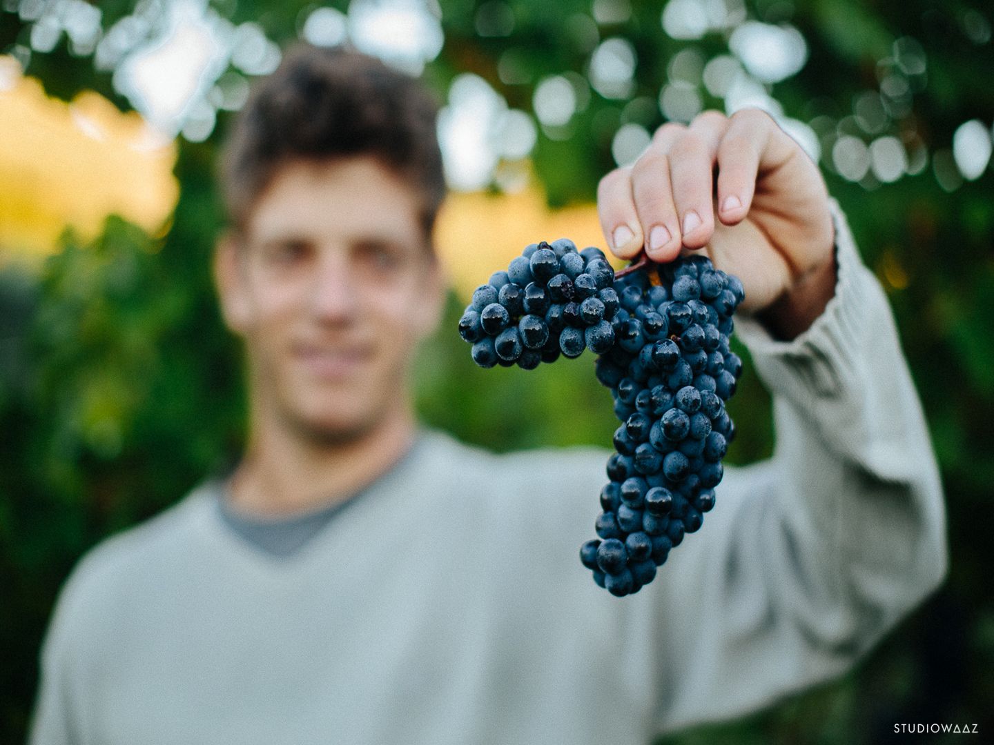 Cave d'Irouleguy SAINTETIENNEDEBAIGORRY Les Pyrenées