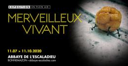 Merveilleux_1920-x-1080-px-768x432